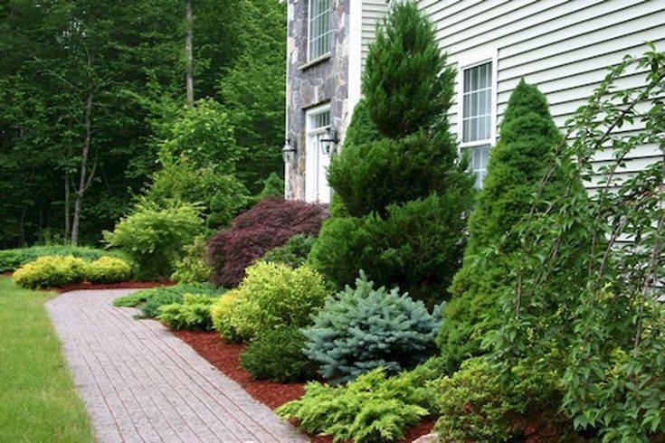 Evergreen Landscaping Ideas Eternal Oases Houz Buzz