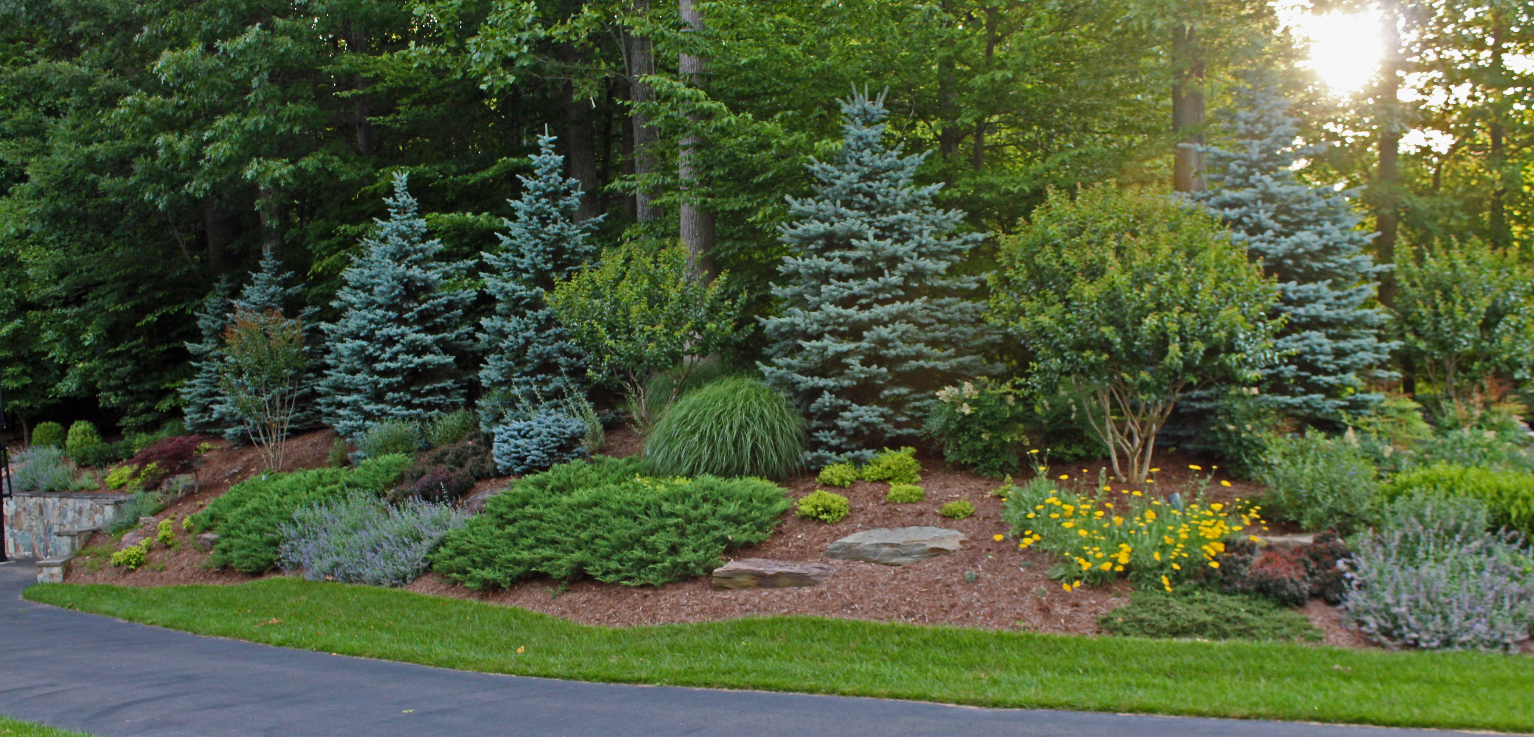 Fantastic Evergreen Landscape Ideas