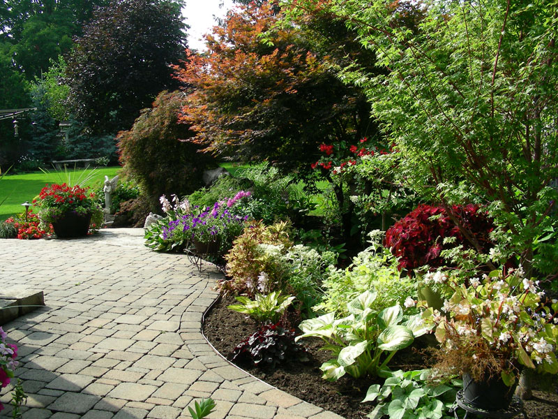 Tropical Patio Plants