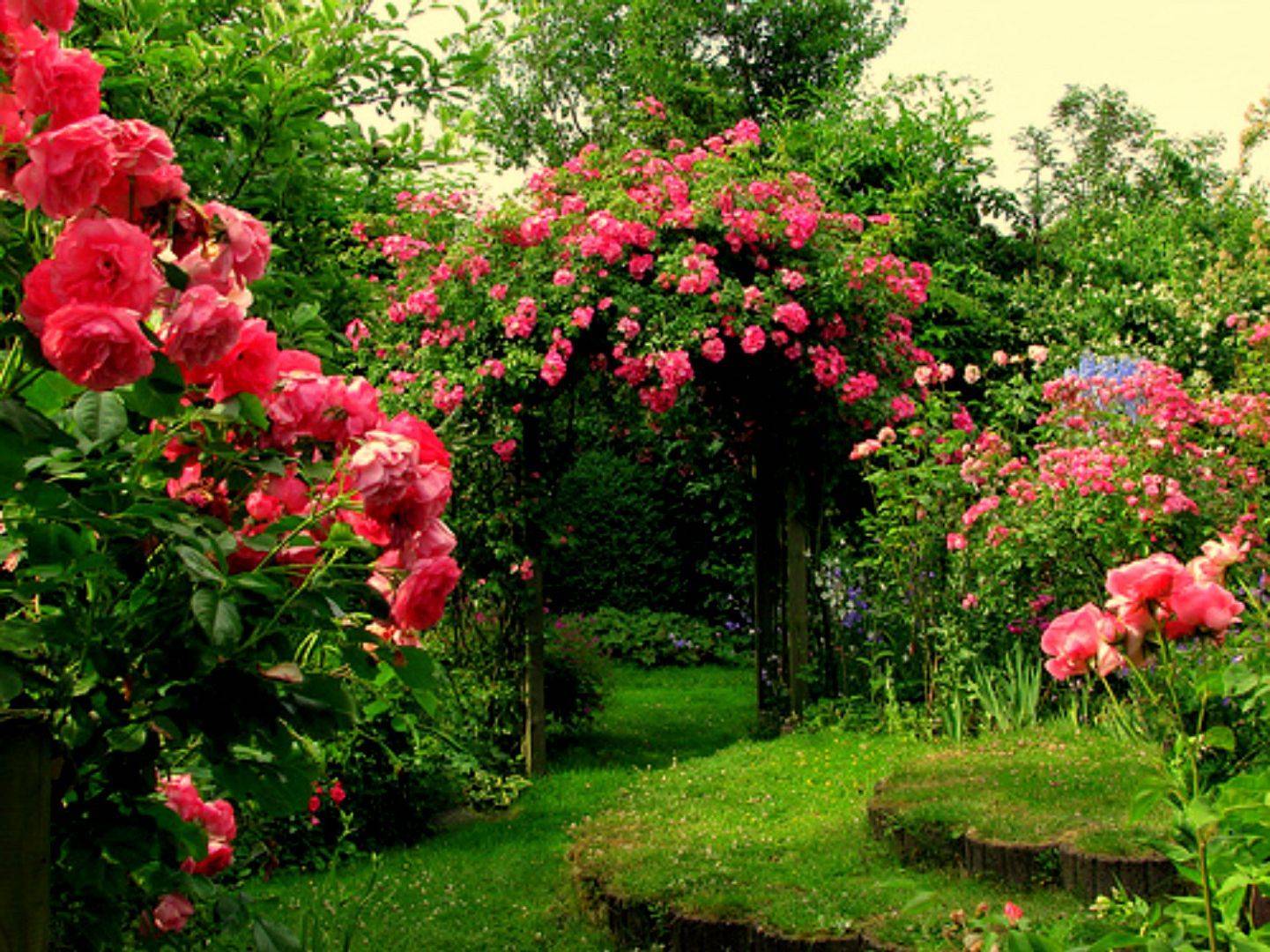 Adorable Backyard Flower Garden