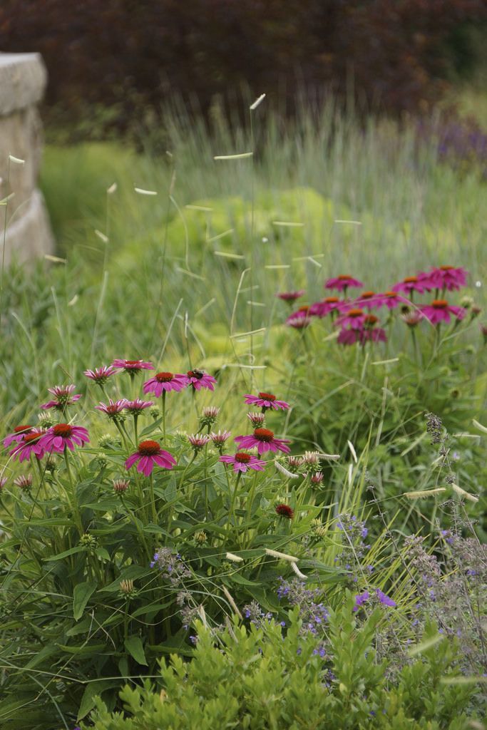 Best Natural Wild Garden Ideas