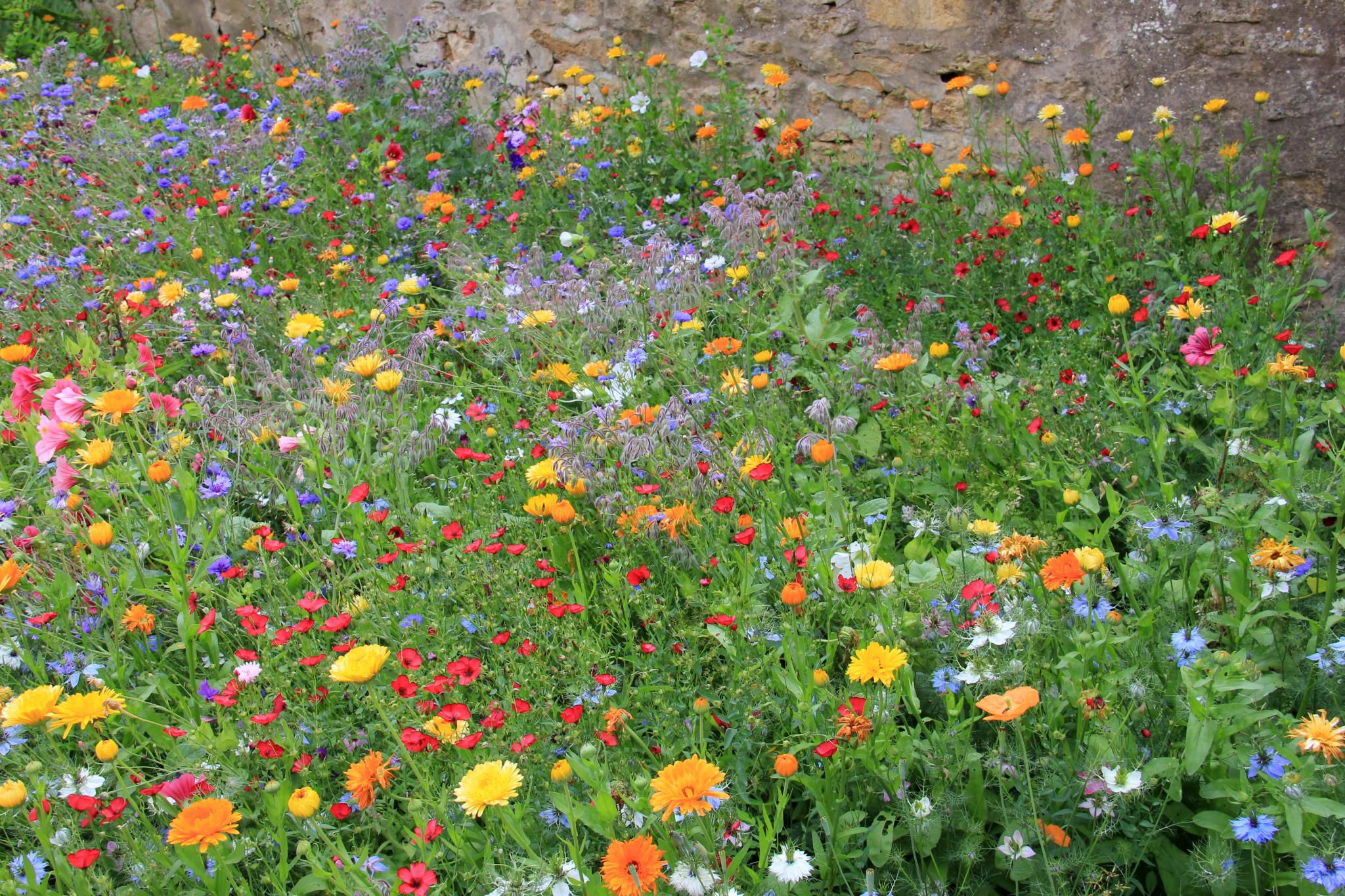 Best Natural Wild Garden Ideas