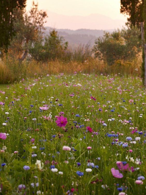 Scotland Wild Flower Meadow