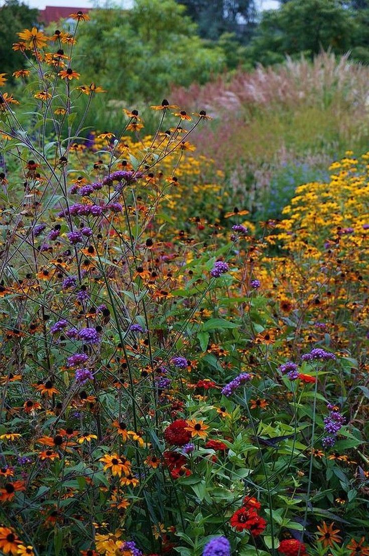 Jones Road Summer Wildflower Garden