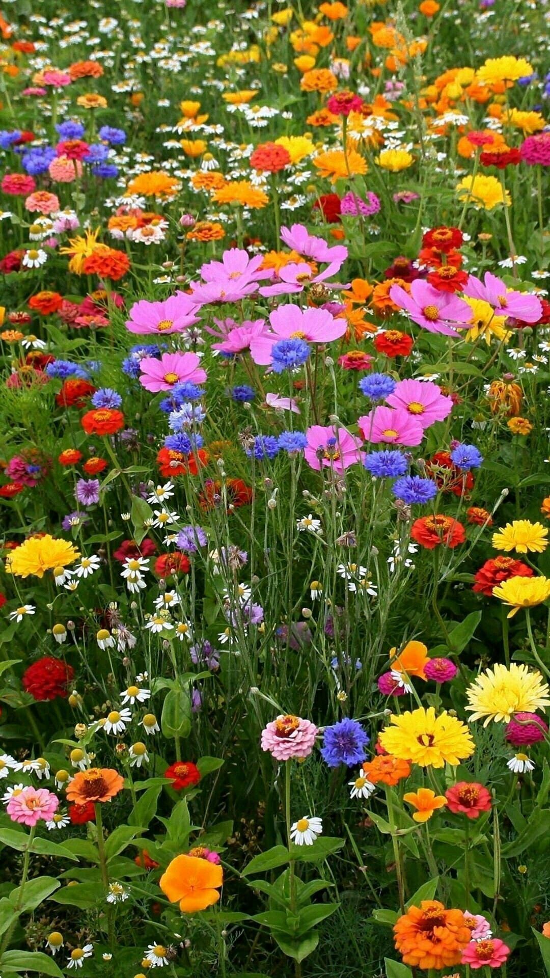 Wildflower Backyard Garden Ideas