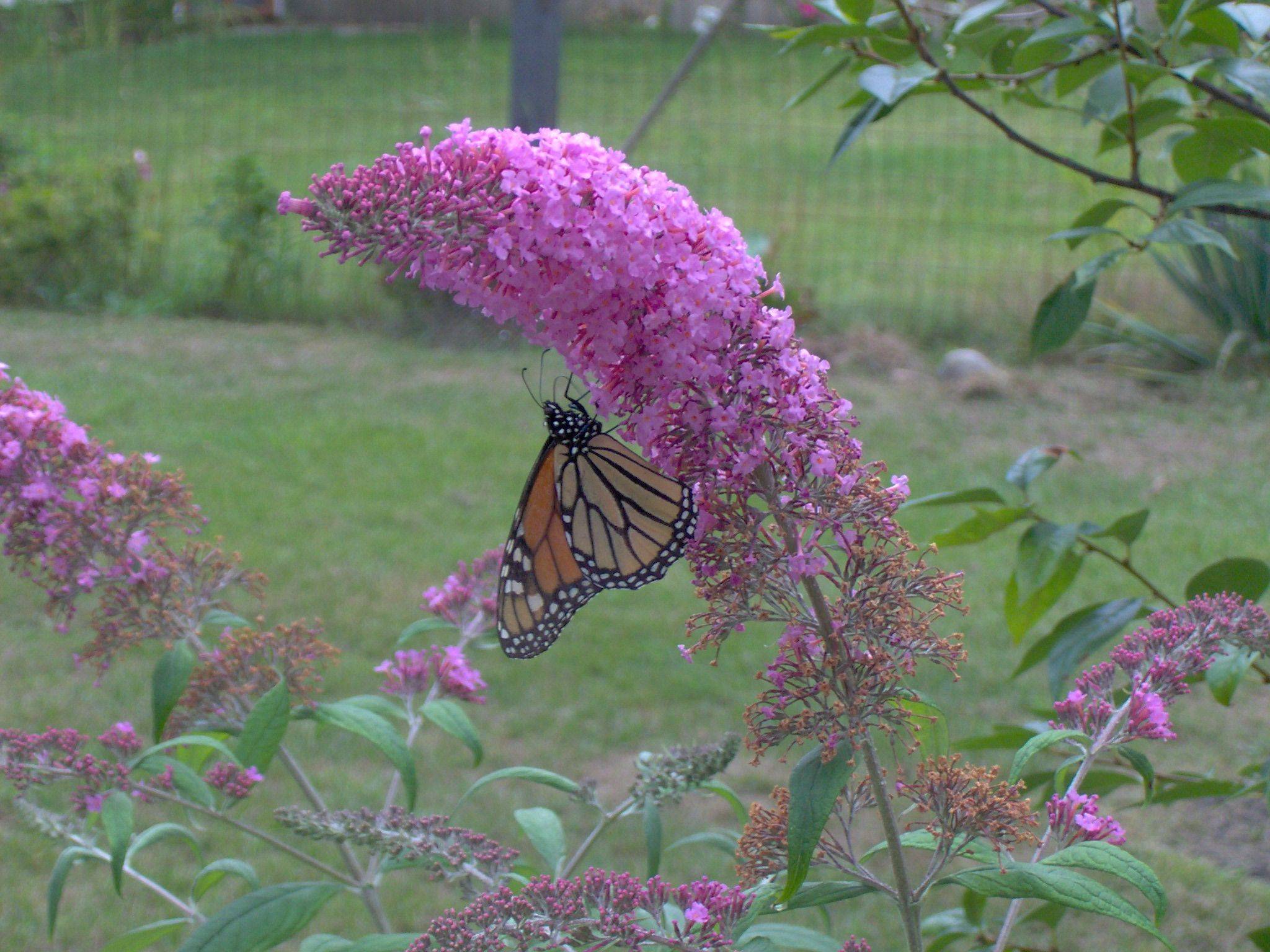 A Butterfly Garden