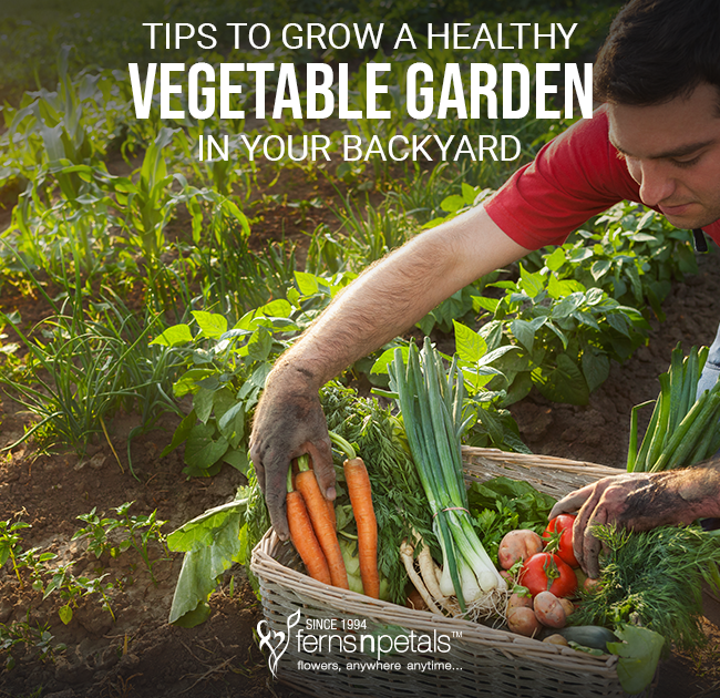 A Healthy Organic Veggie Garden