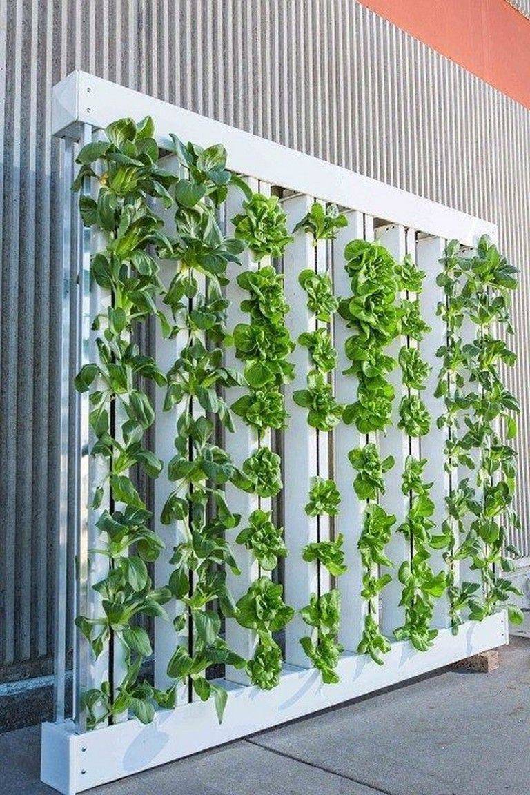 Favourite Vegetable Hydroponic Garden Ideas