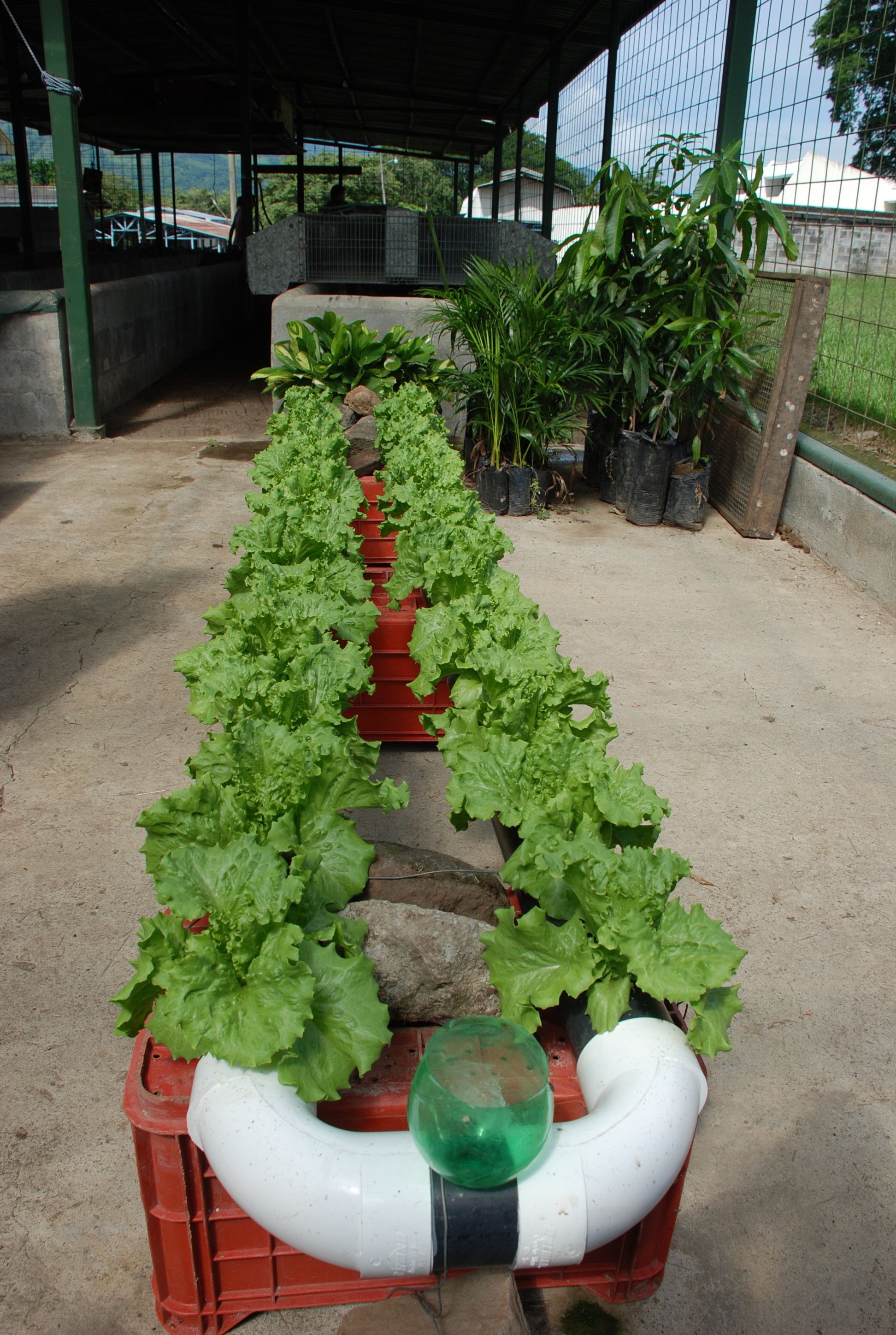 Pvc Pipe Garden Ideas