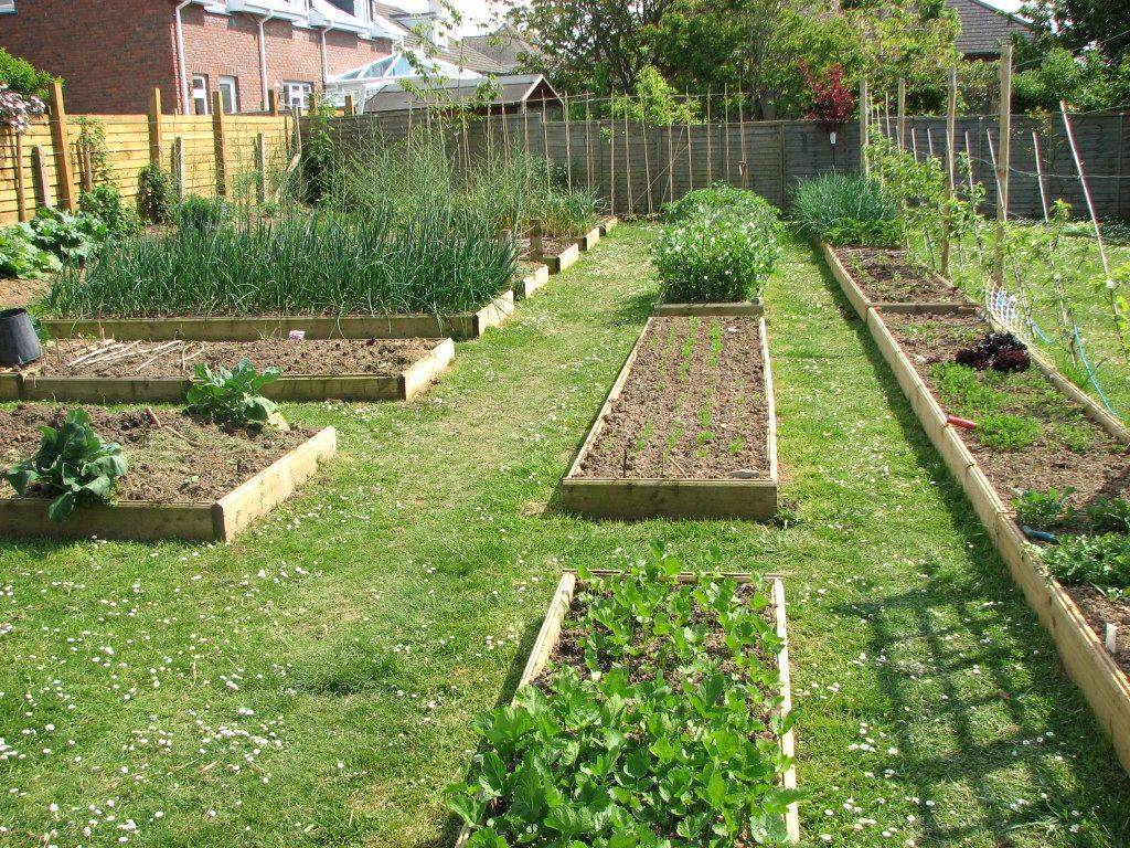 A Vegetable Garden Layout