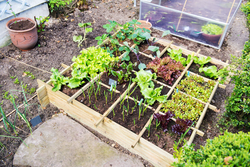 A Vegetable Garden Layout