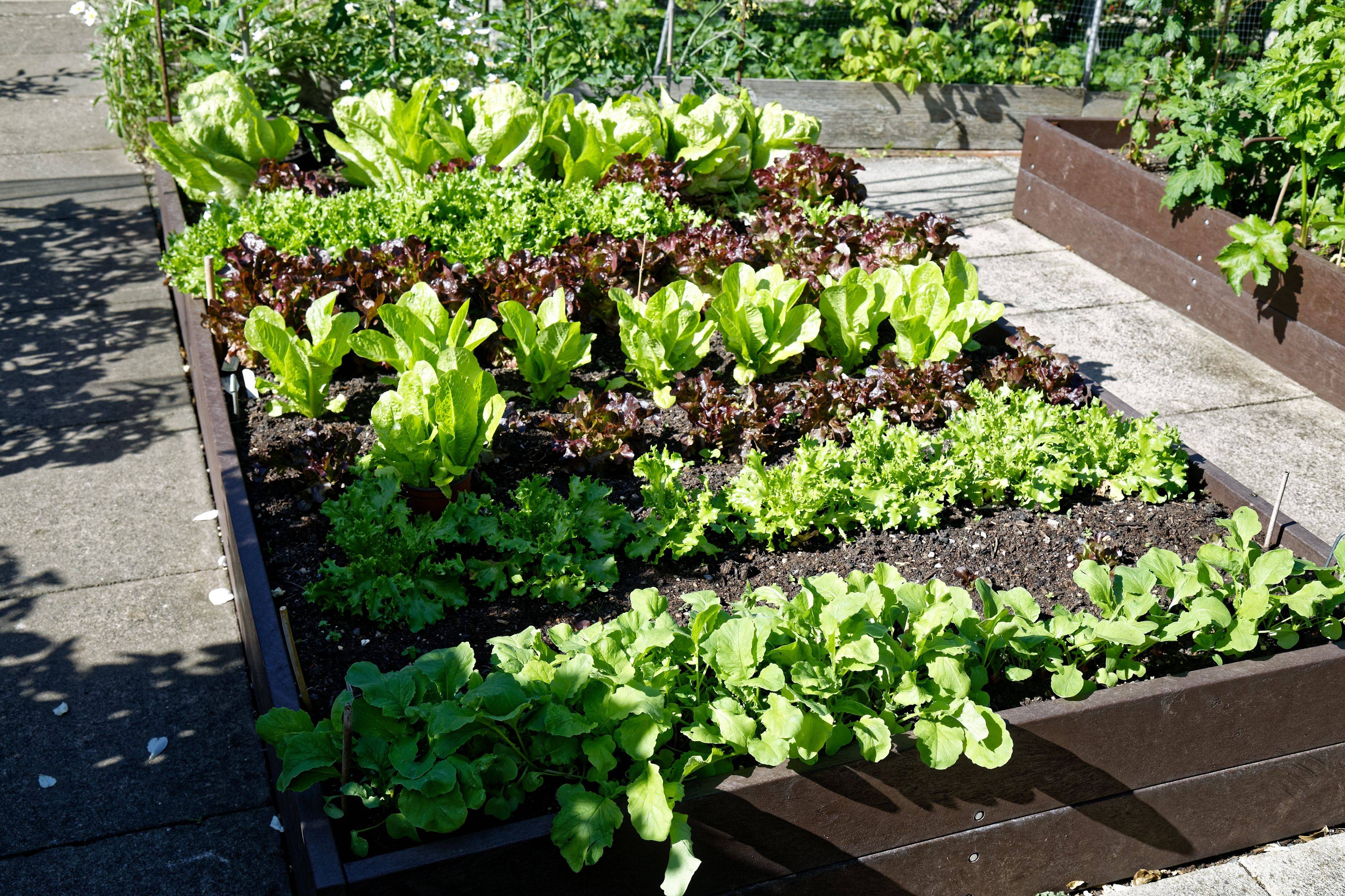 Best Vegetable Garden Layout