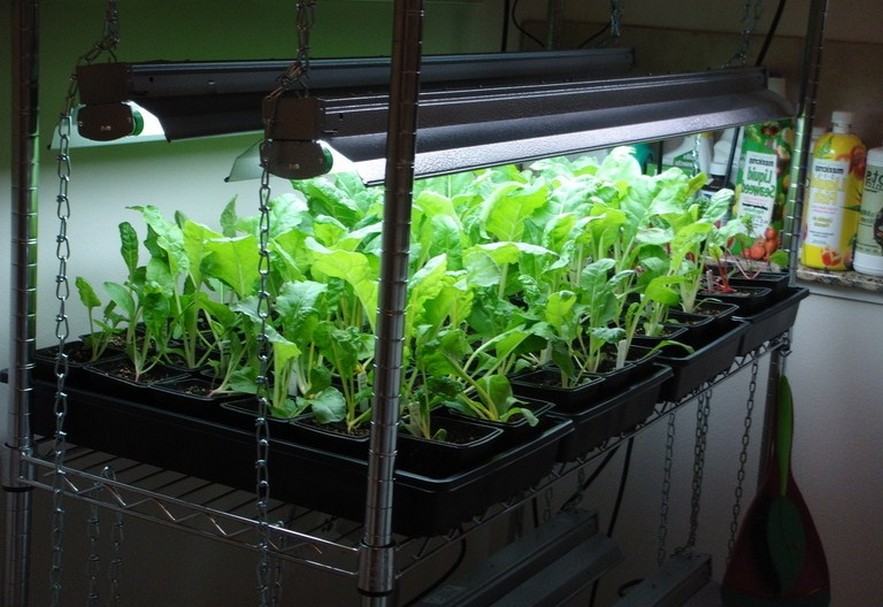 Indoor Vegetable Gardening Forum