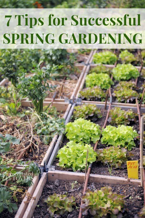 A Vegetable Garden