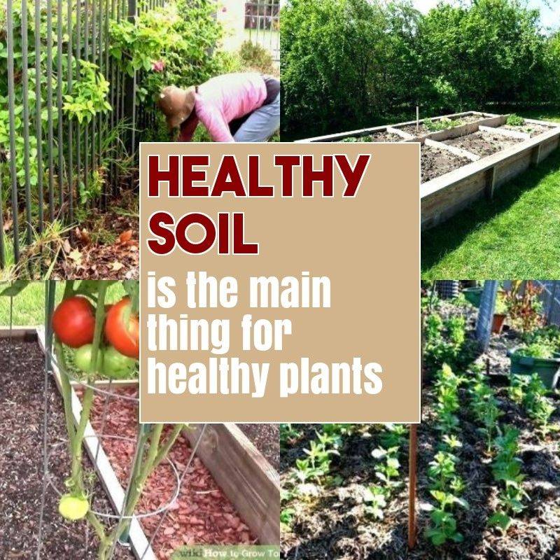 Vegetable Garden Designs