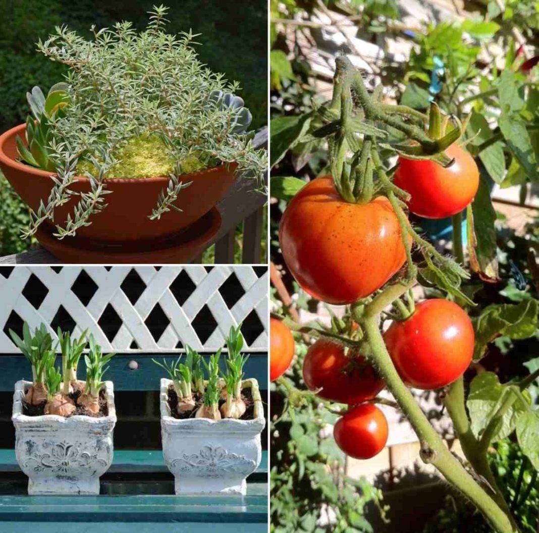 A Healthy Organic Garden Gardening Ideas
