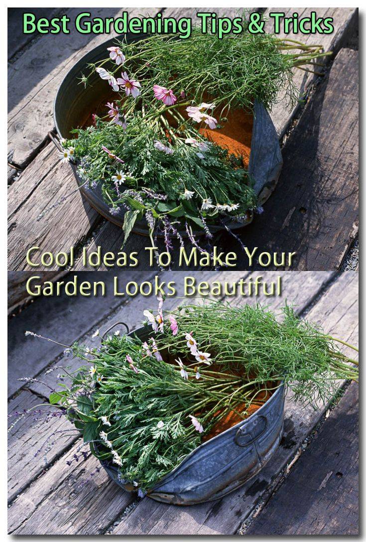 Organic Gardening Tips