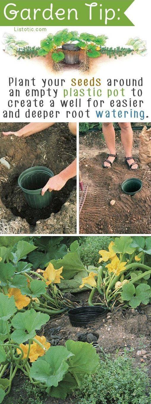 Organic Gardening Tips