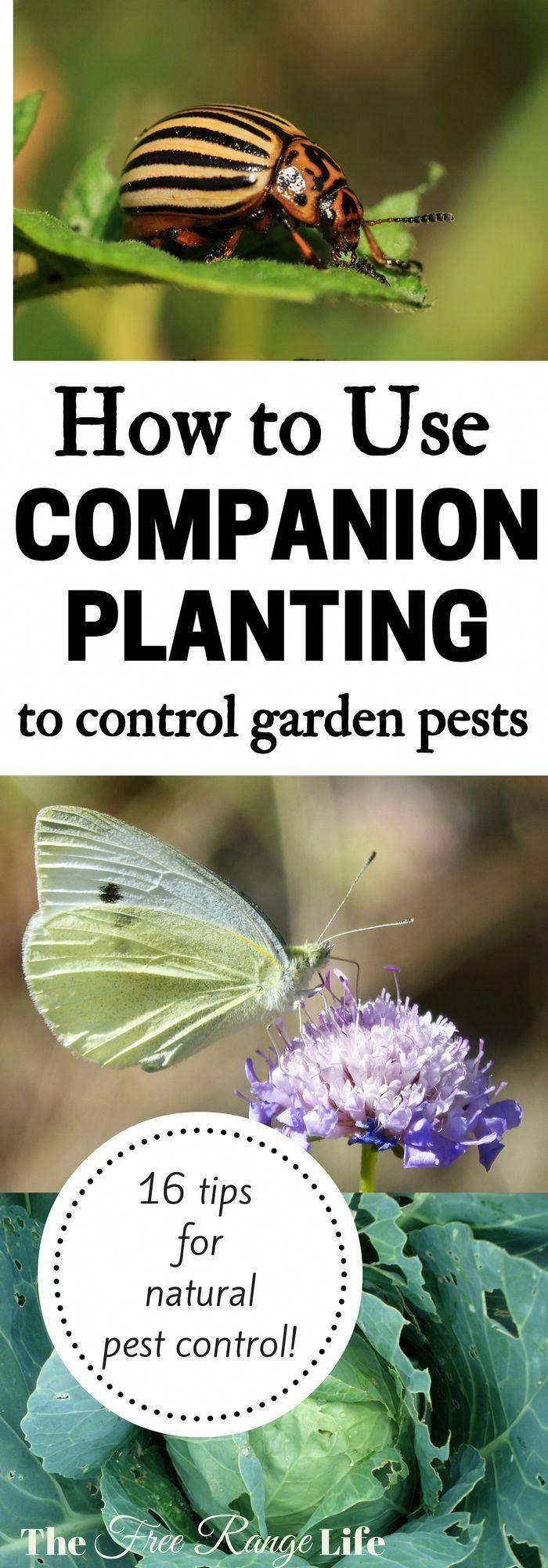 Garden Pest Control Common Garden Pests