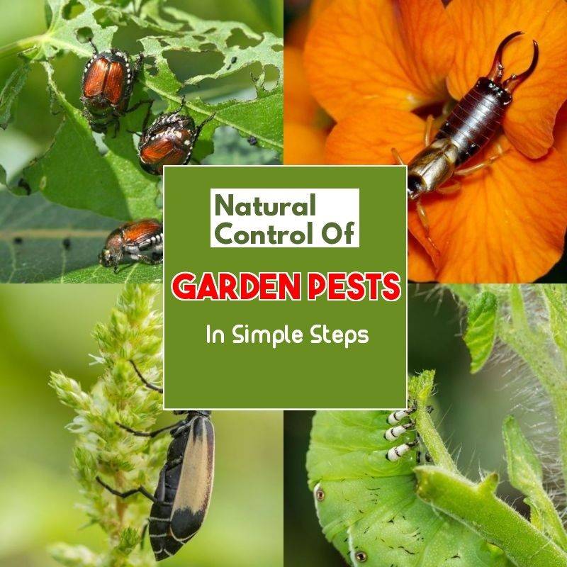 23 Garden Pest Control Ideas To Try This Year SharonSable