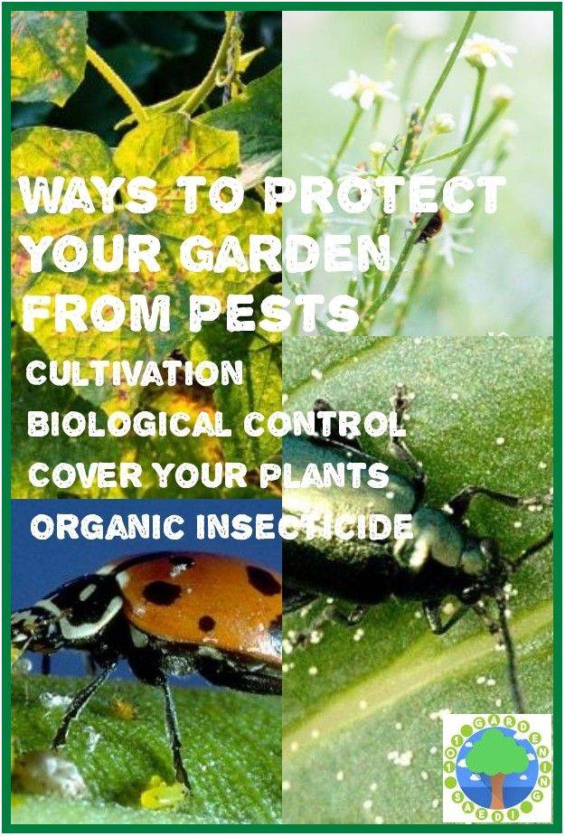 Safe And Effective Ways