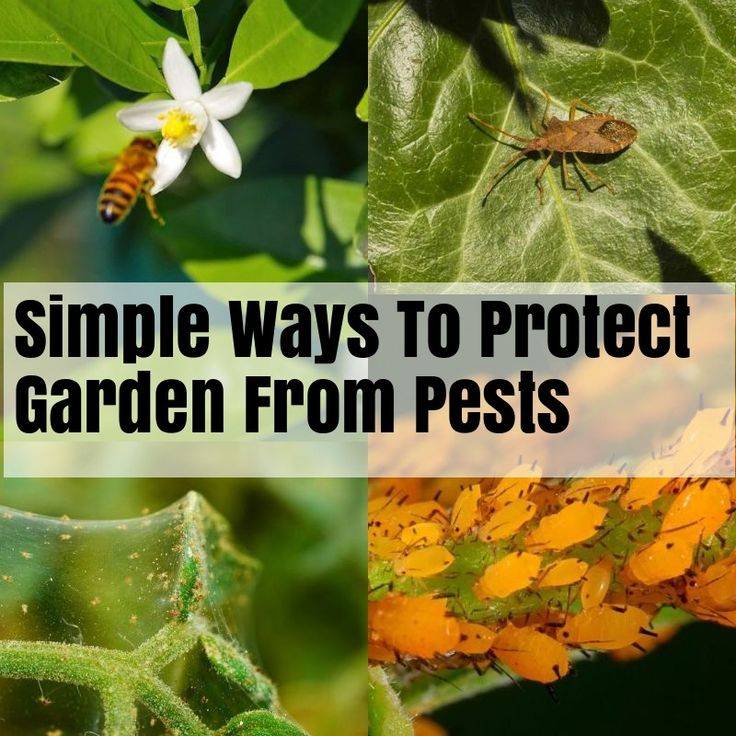 Safe And Effective Ways