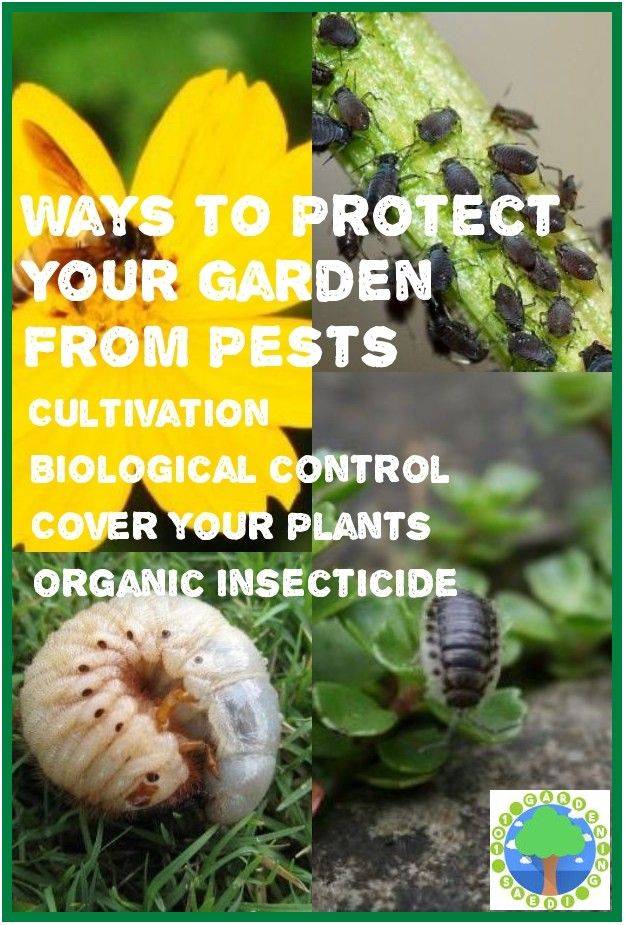 Safe And Effective Ways