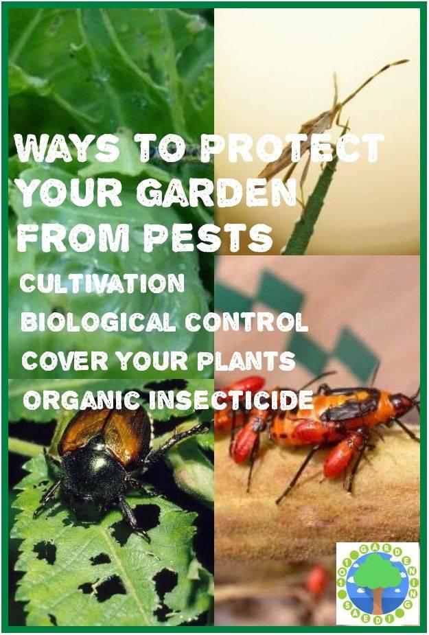 Safe And Effective Ways