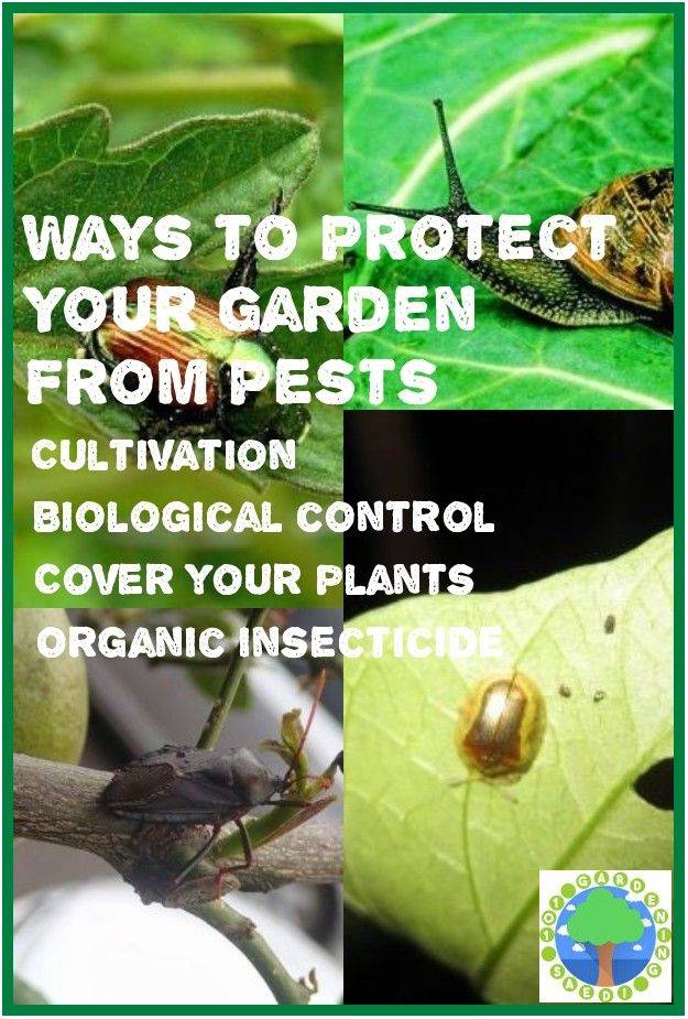 Natural Pest Control Natural Pest Control