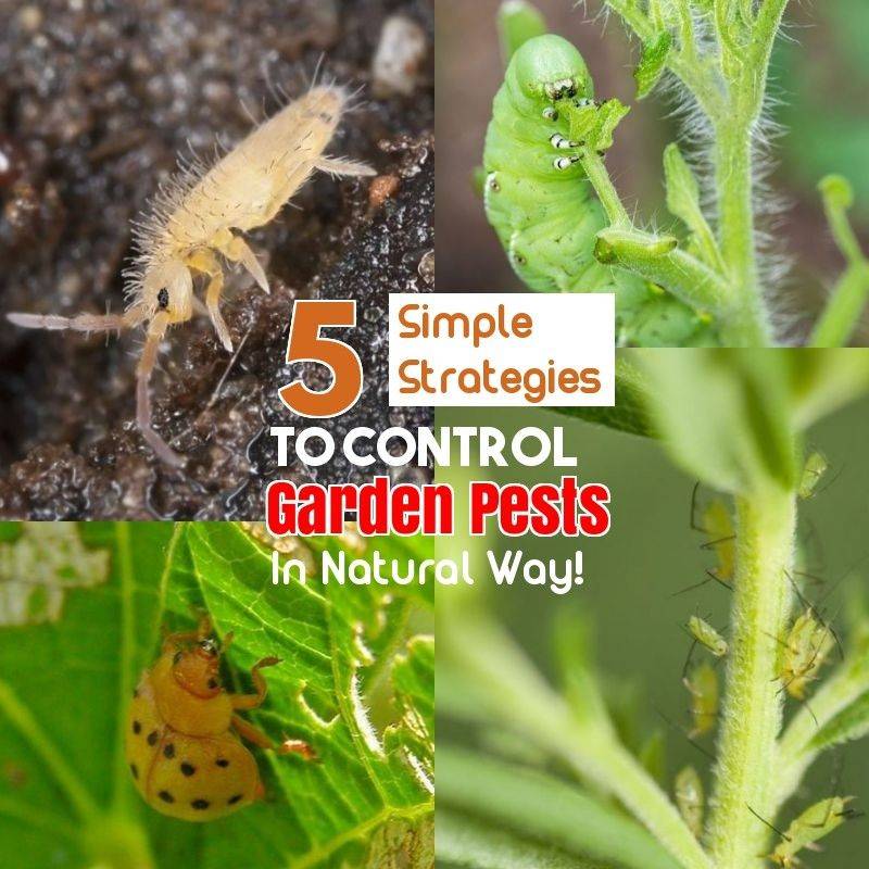 Natural Pest Control Natural Pest Control