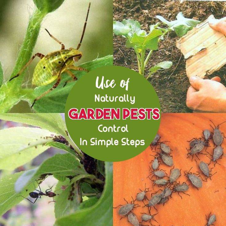Unique Organic Gardening Pest Control Tomato Plants Organic Pest
