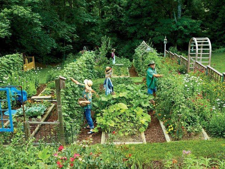 Amazing Ideas Vegetable Gardening