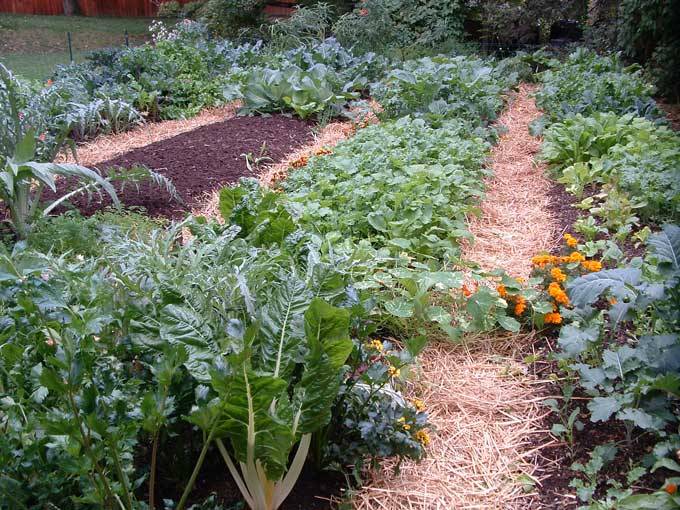 Edible Landscaping Ideas