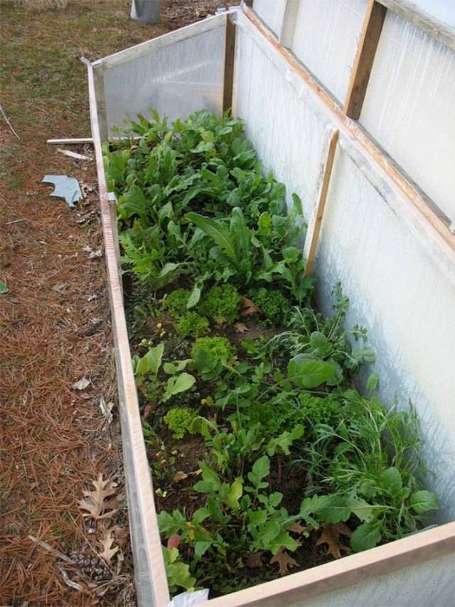 A Fall Winter Vegetable Garden