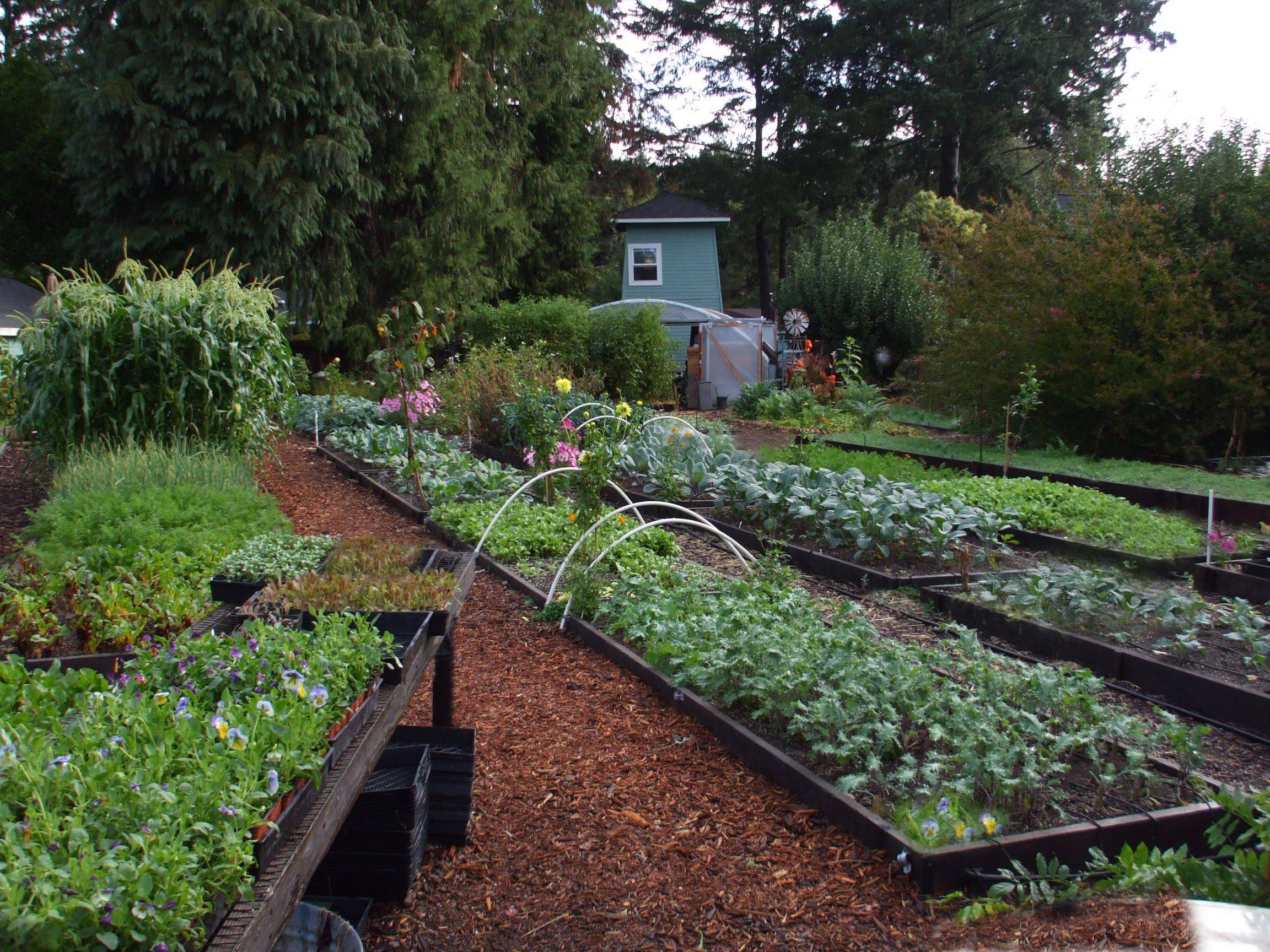 Beginners Fall Vegetable Garden Planting Guide