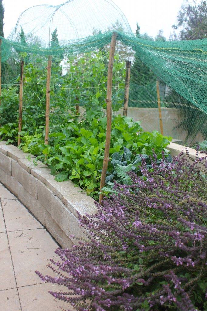 Awesome Fall Vegetable Gardens