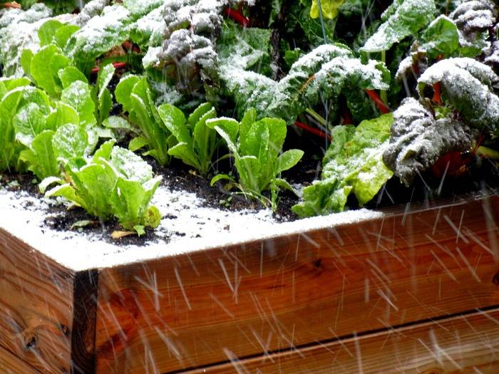 Fall Vegetable Garden Bob Vila