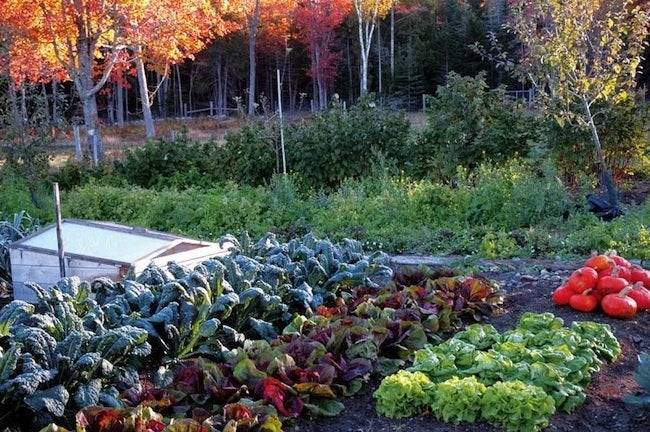 Growing A Winter Vegetable Garden Home And Garden Designs