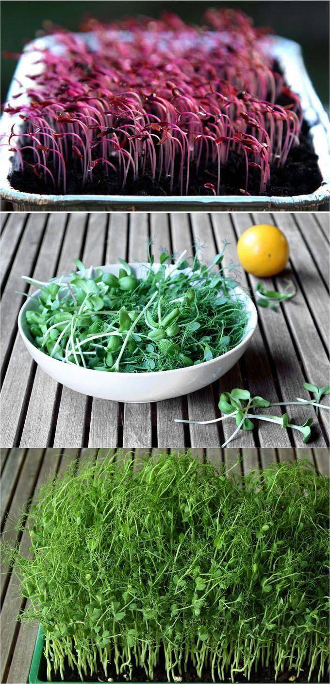 Cold Season Harvest Greenhouse