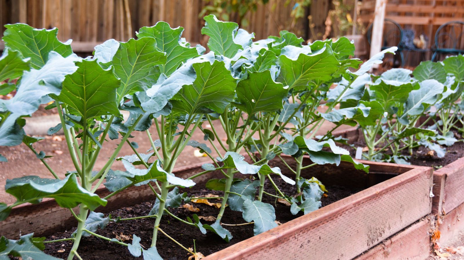 Small Space Gardening