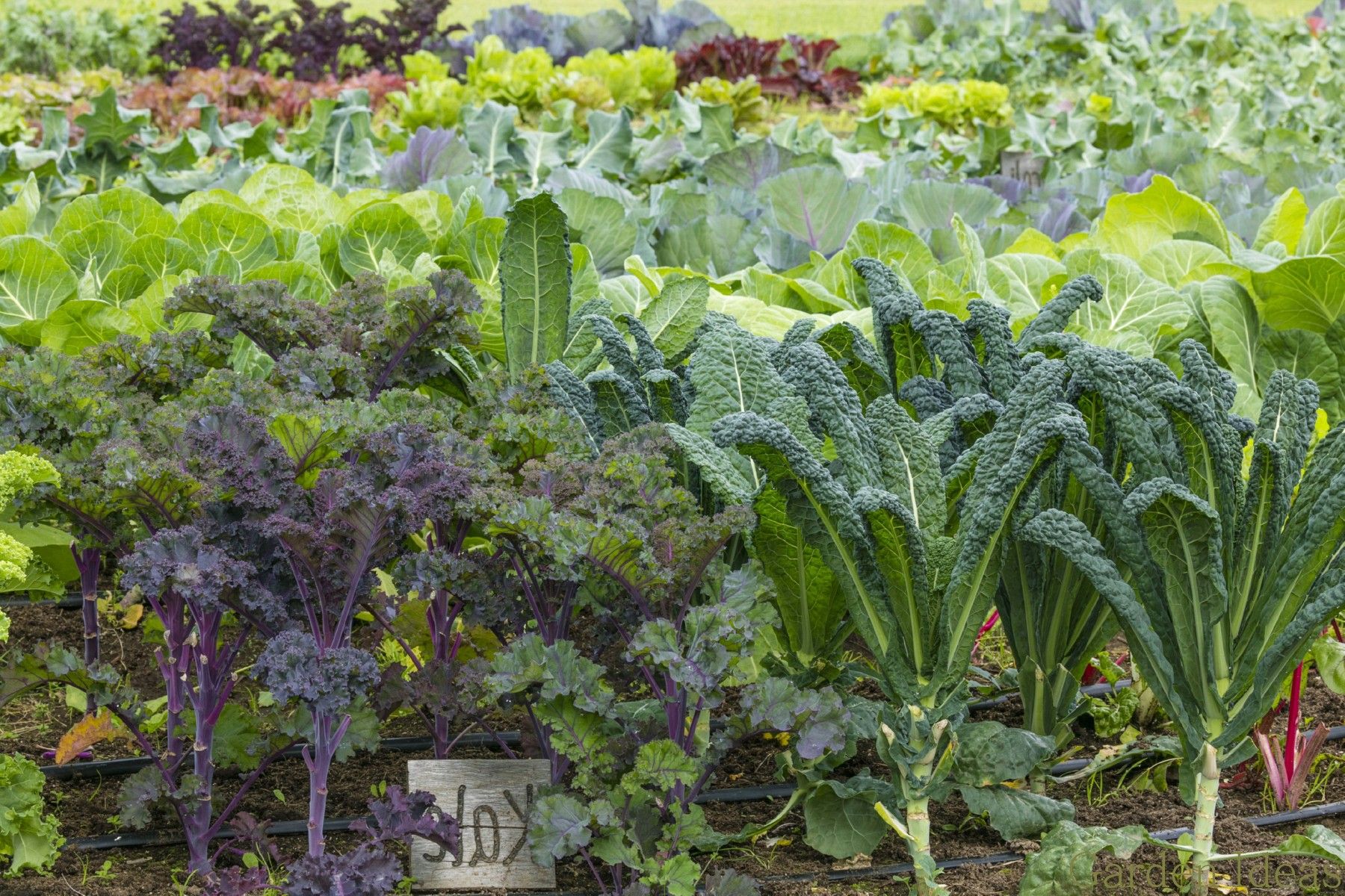 Winter Gardening Tricks