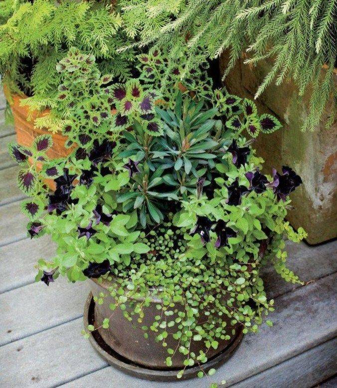 Decoomo Trends Home Decoration Ideas Shade Garden Design Garden