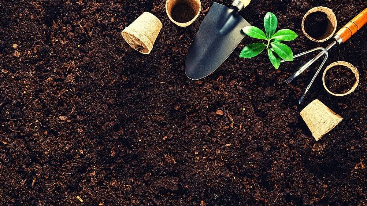 Your Organic Vegetable Garden