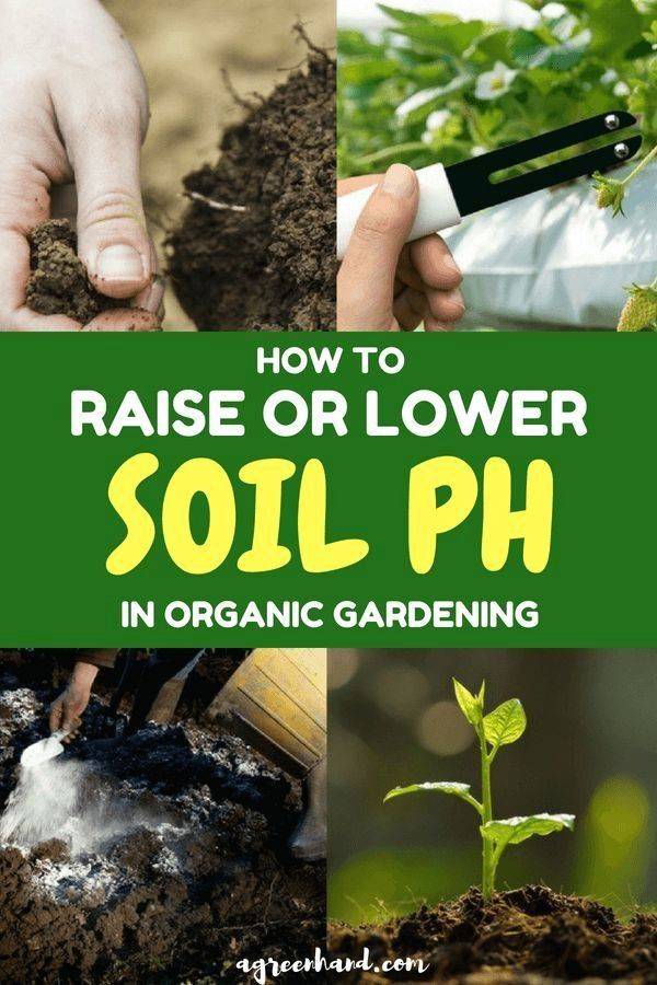 Your Potting Soil