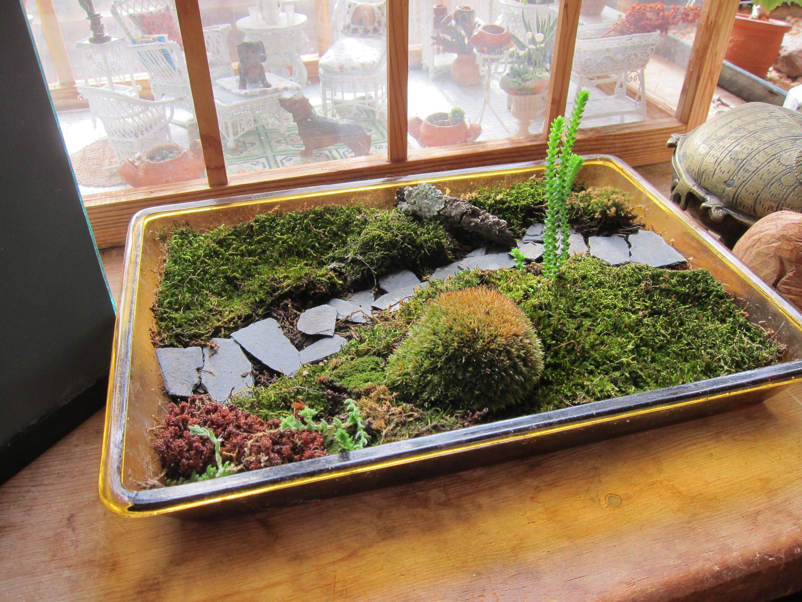 Another Miniature Moss Garden