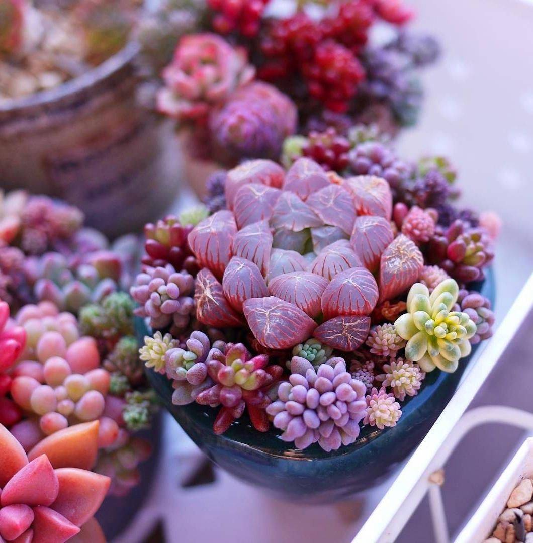 Succulent Fairy Garden