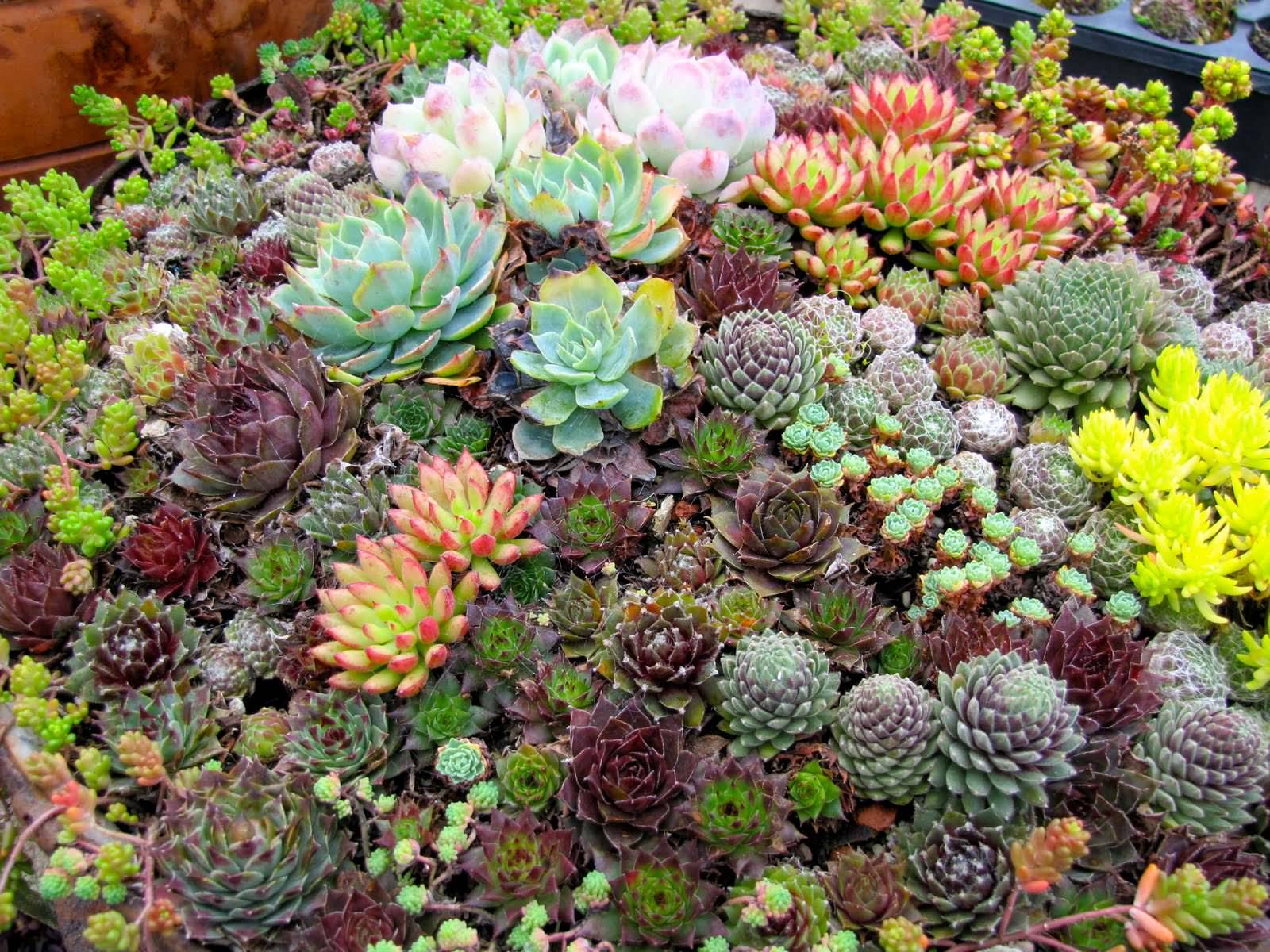 Catchy Outdoor Succulent Garden Ideas