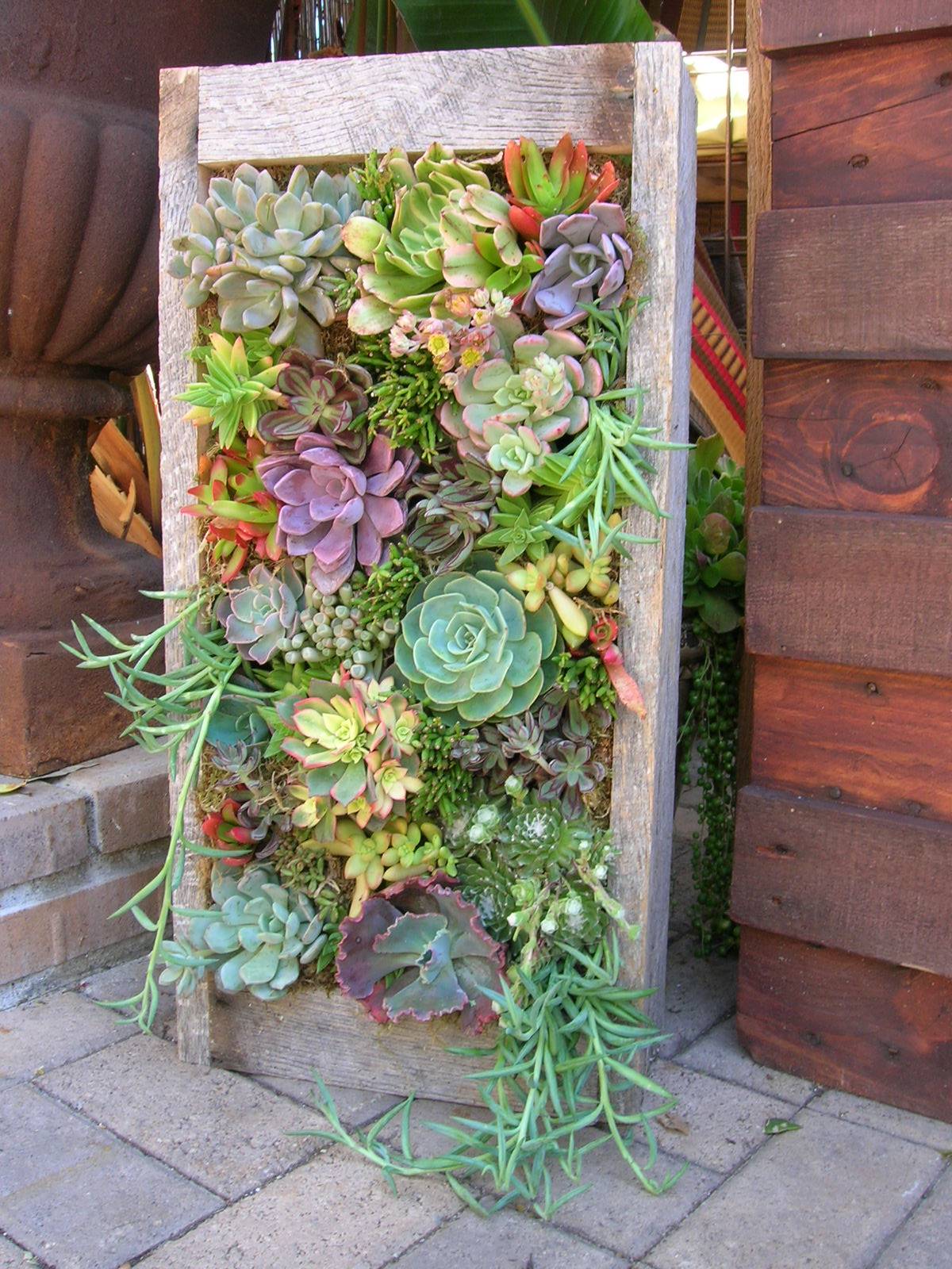 Best Succulent Garden Ideas