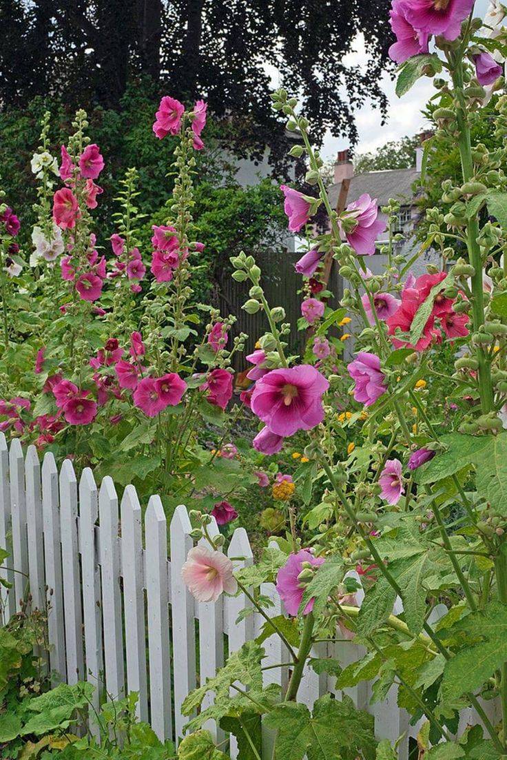 Best Cottage Style Garden Ideas