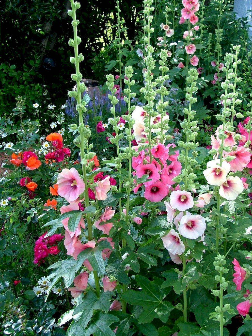Tall Cottage Garden Flowers